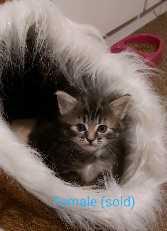 kittens for sale near me gumtree